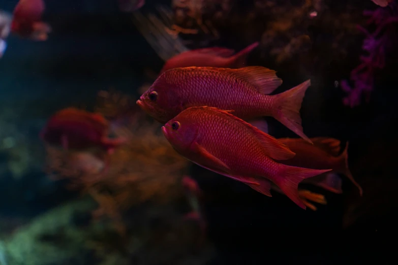 several red fish are in a small tank