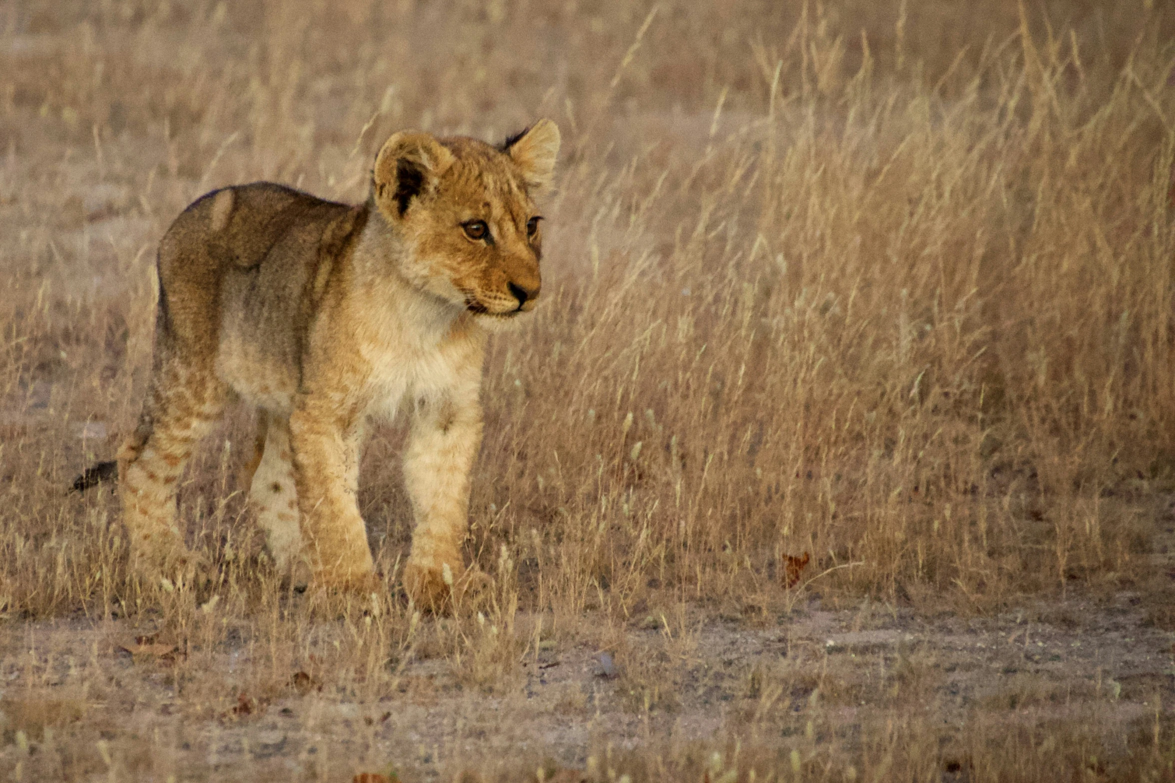 the small lion is standing in the tall dry grass