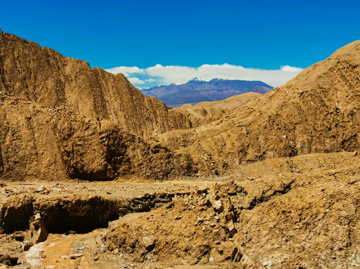 the desert is brown, with many different vegetation