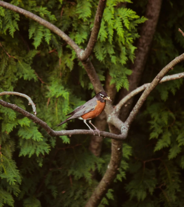 a small bird is perched on a nch with green leaves