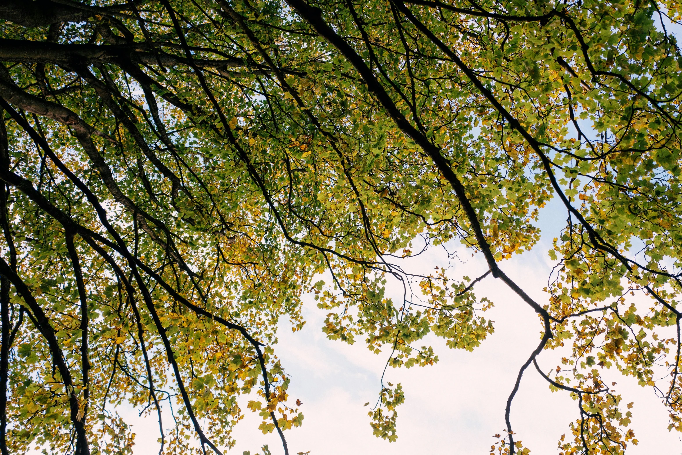 a tree with yellow leaves near an airplane