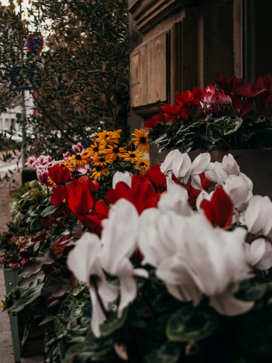 a sidewalk lined with flowers in pots