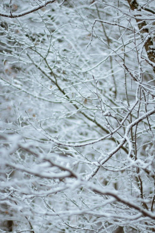 the nches of some trees are covered with snow