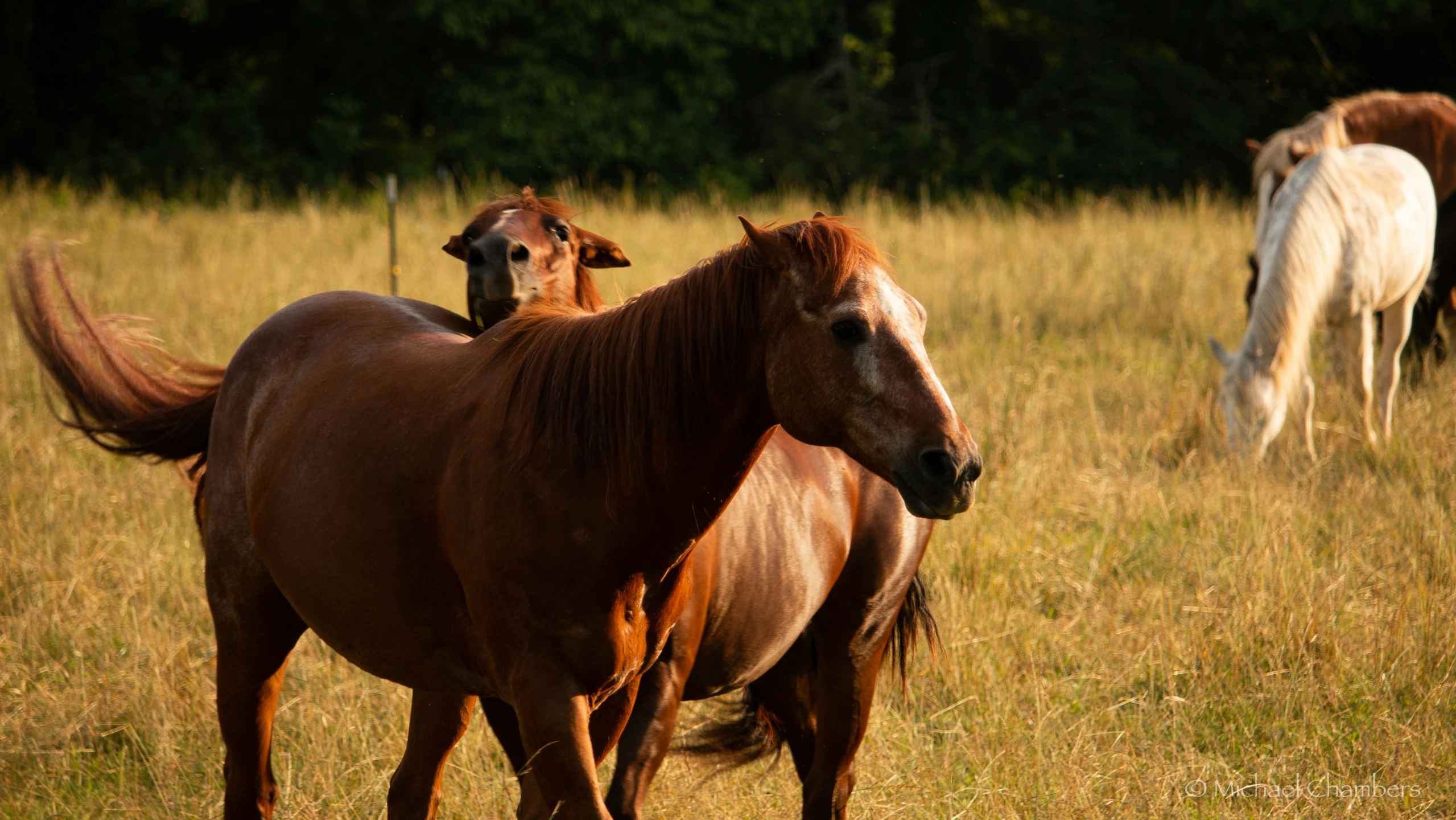 three horses are walking around in the grass