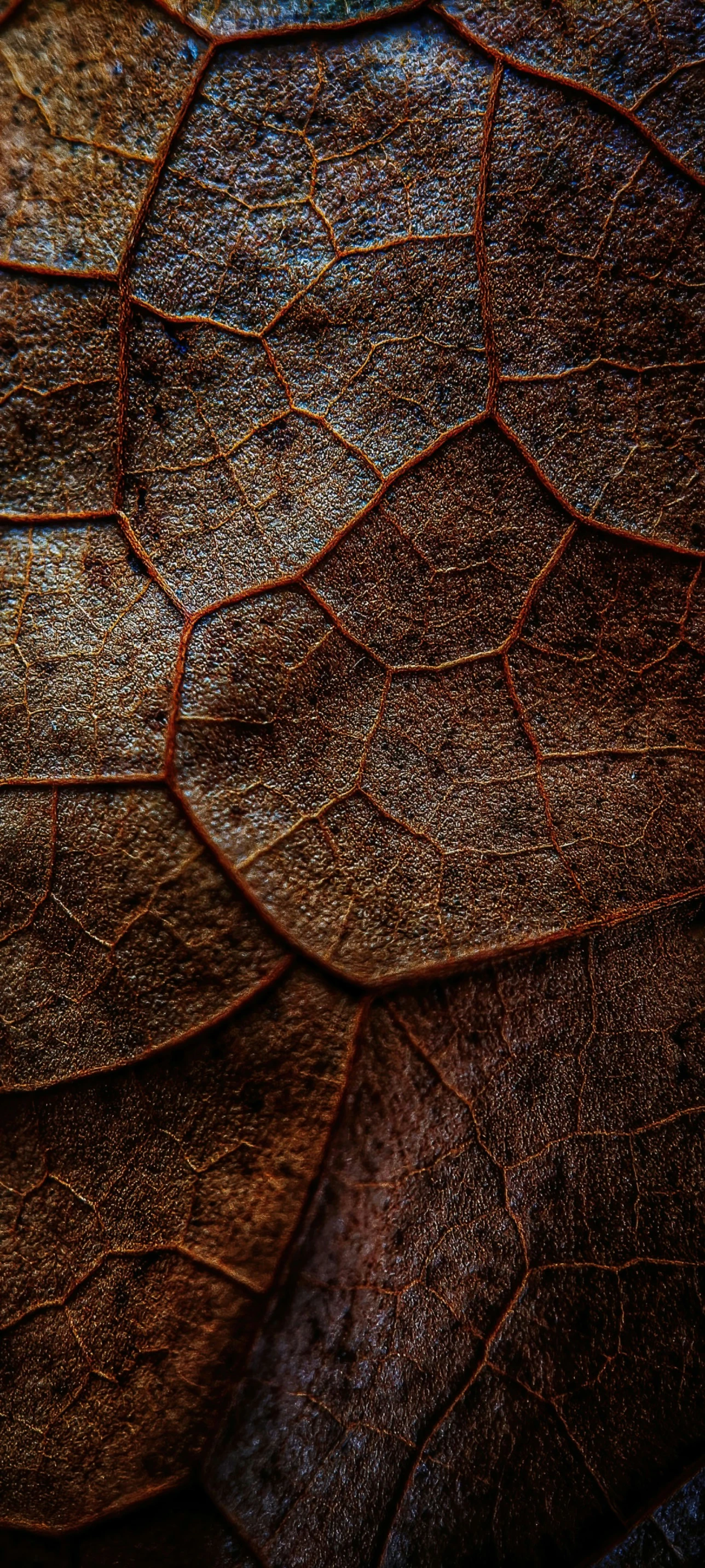 an abstract pattern of leaves that have been stained brown