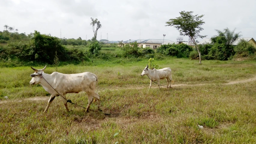 two horned cows moving along a farm side