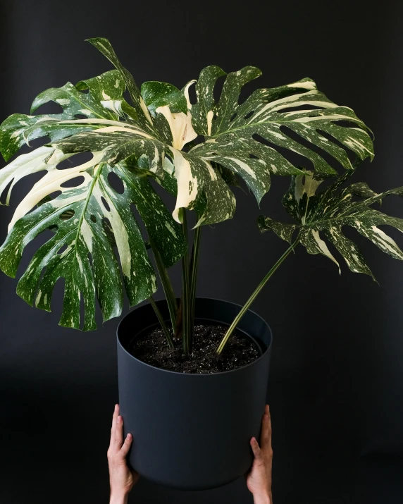 a green leafy plant in a black flower pot