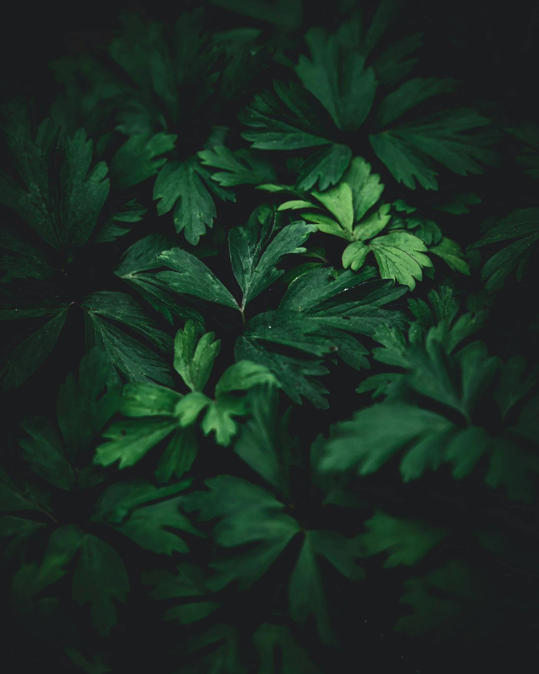 a group of green leaves in the dark