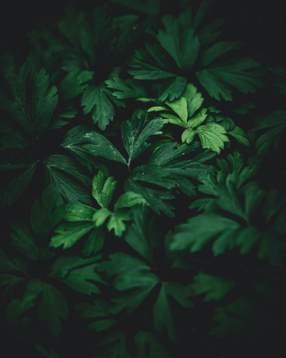 a group of green leaves in the dark