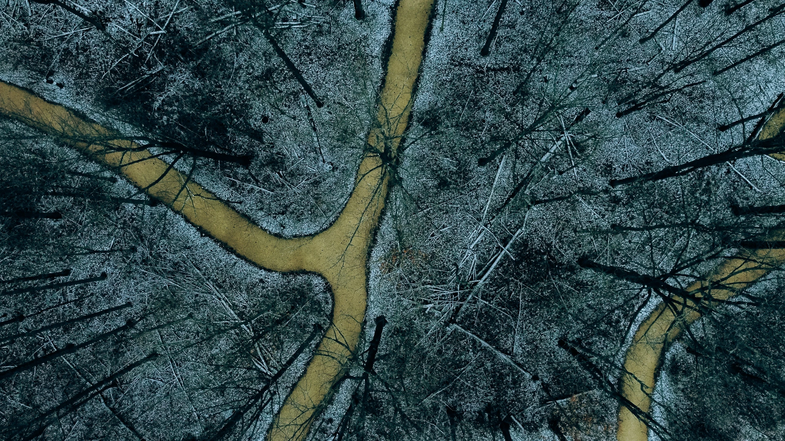 two trees in a snowy forest with yellow and blue leaves