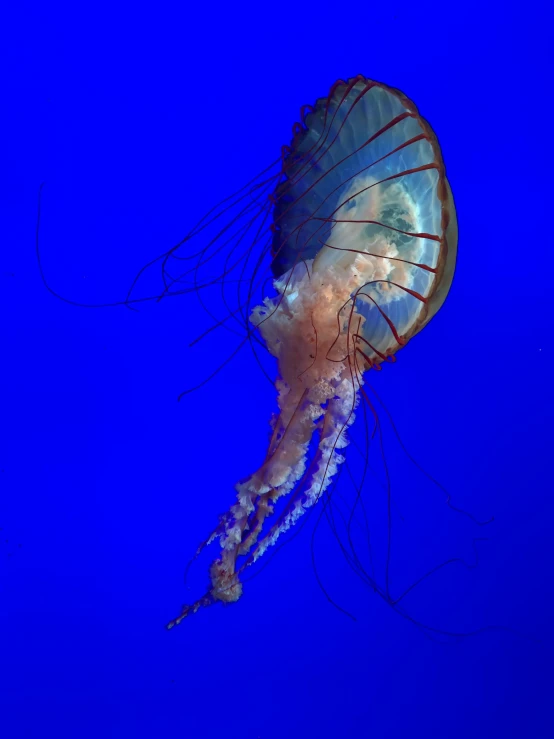 the underside view of a jellyfish in deep blue water