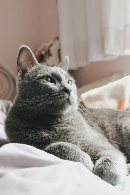 the cat is lying on the bed and enjoying a day