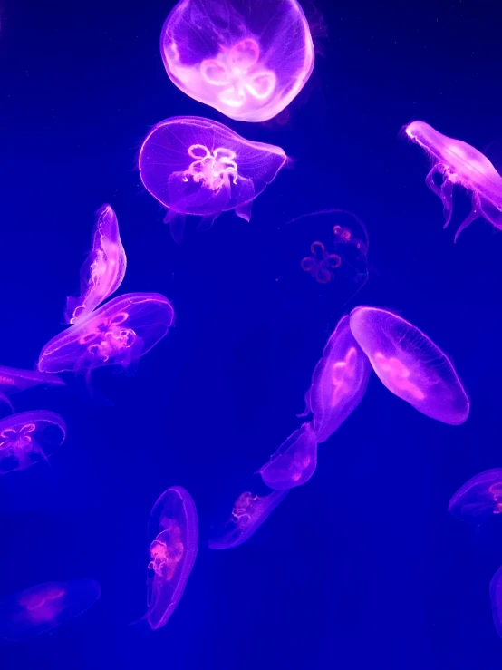 purple jelly fish are floating in the water