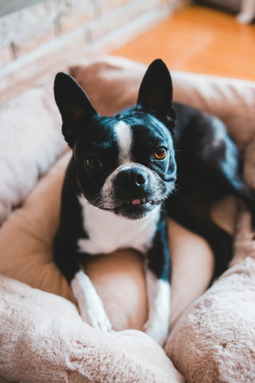 dog laying on top of a furry bed on the floor