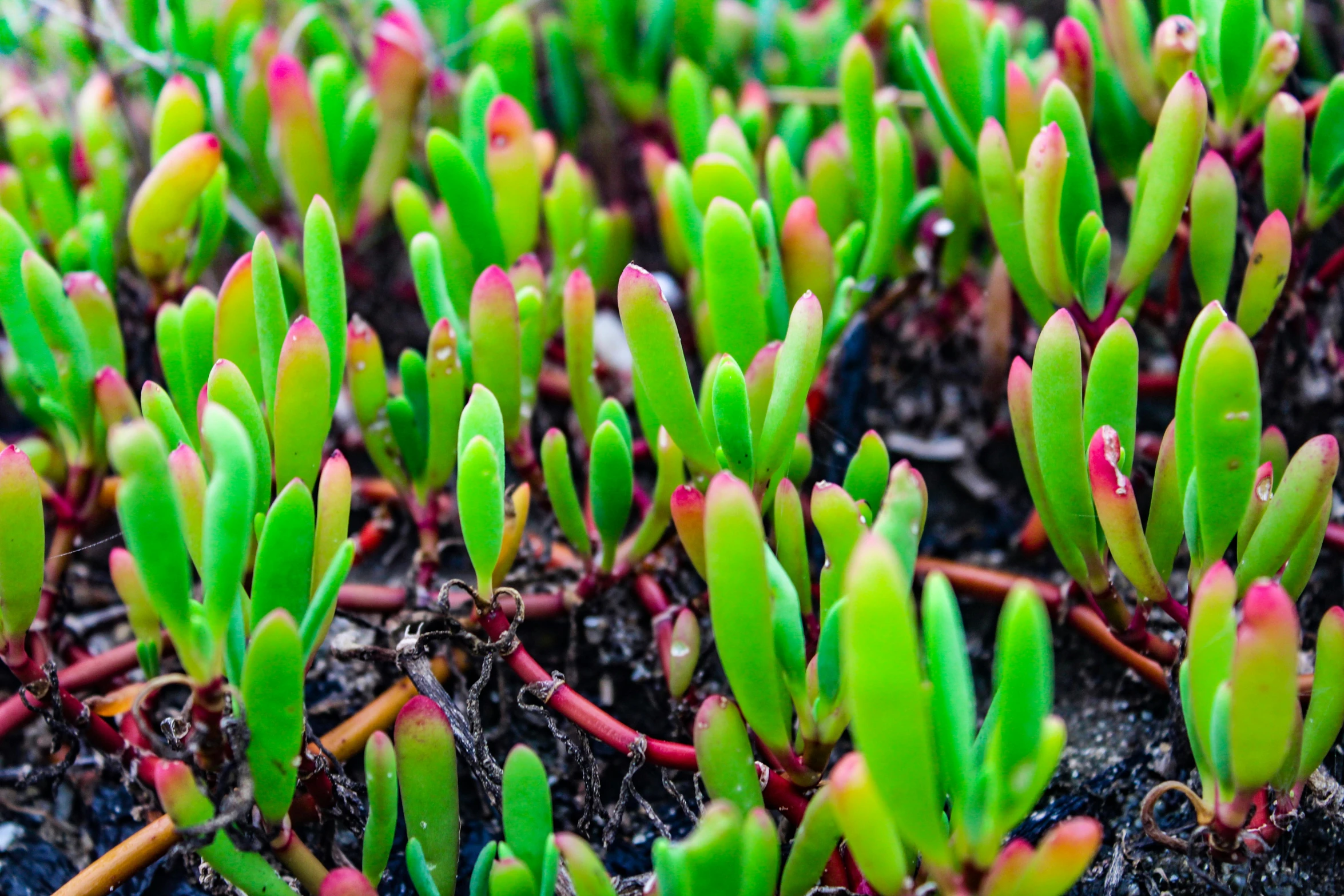 some little planters with leaves and red stems