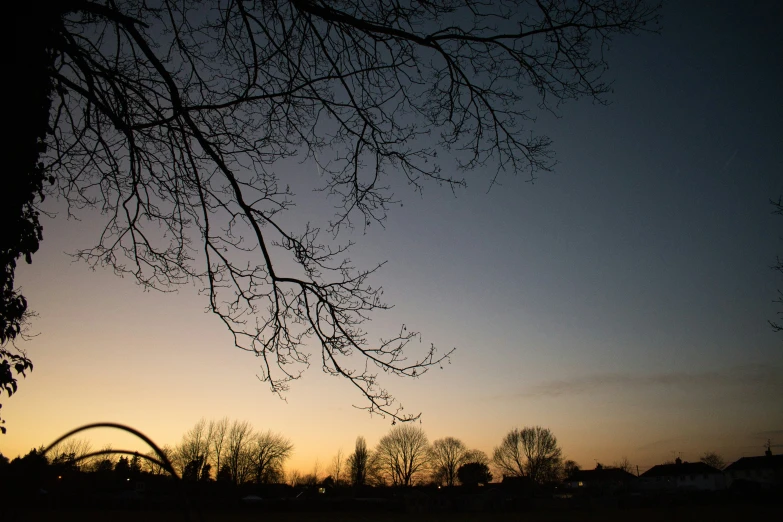 silhouette of trees with evening sky in the background