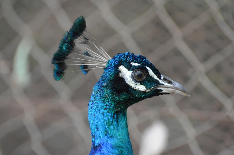 a peacock with a blue, white and green feathers standing against a fence