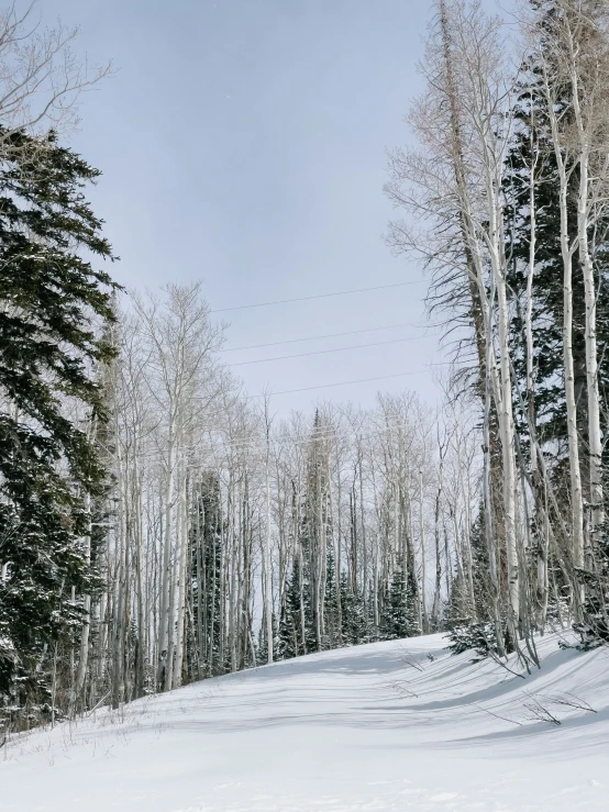 a snowy hill with trees and a telephone line in the background