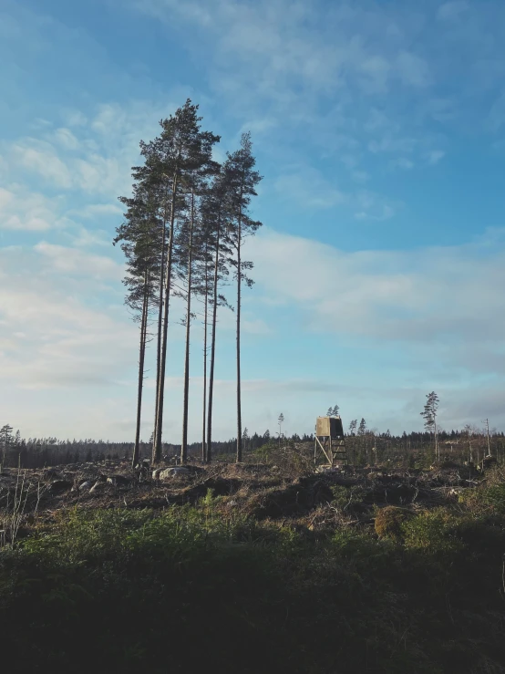 a herd of animals grazing on top of a forest