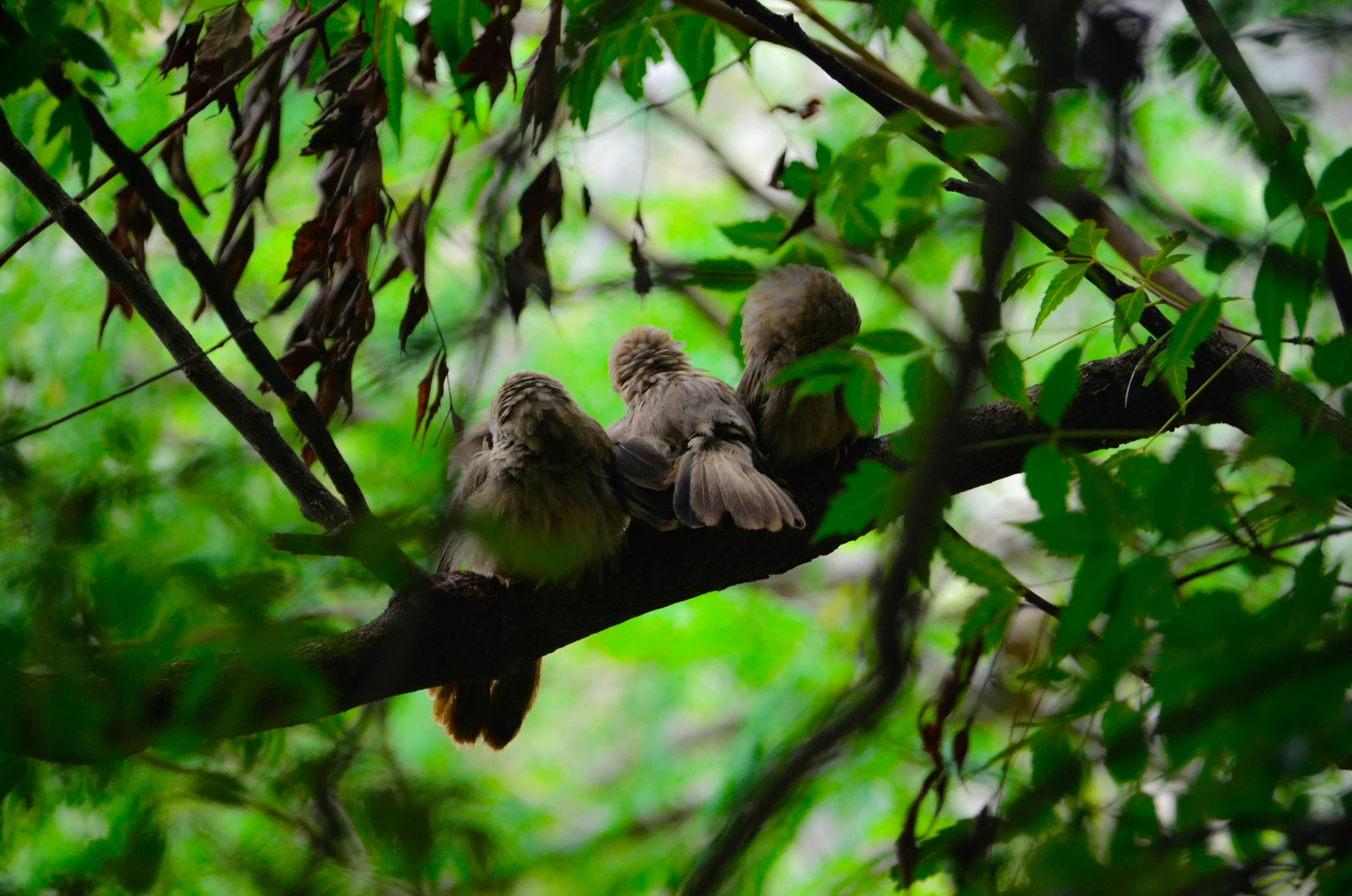 three small birds perched on a tree nch