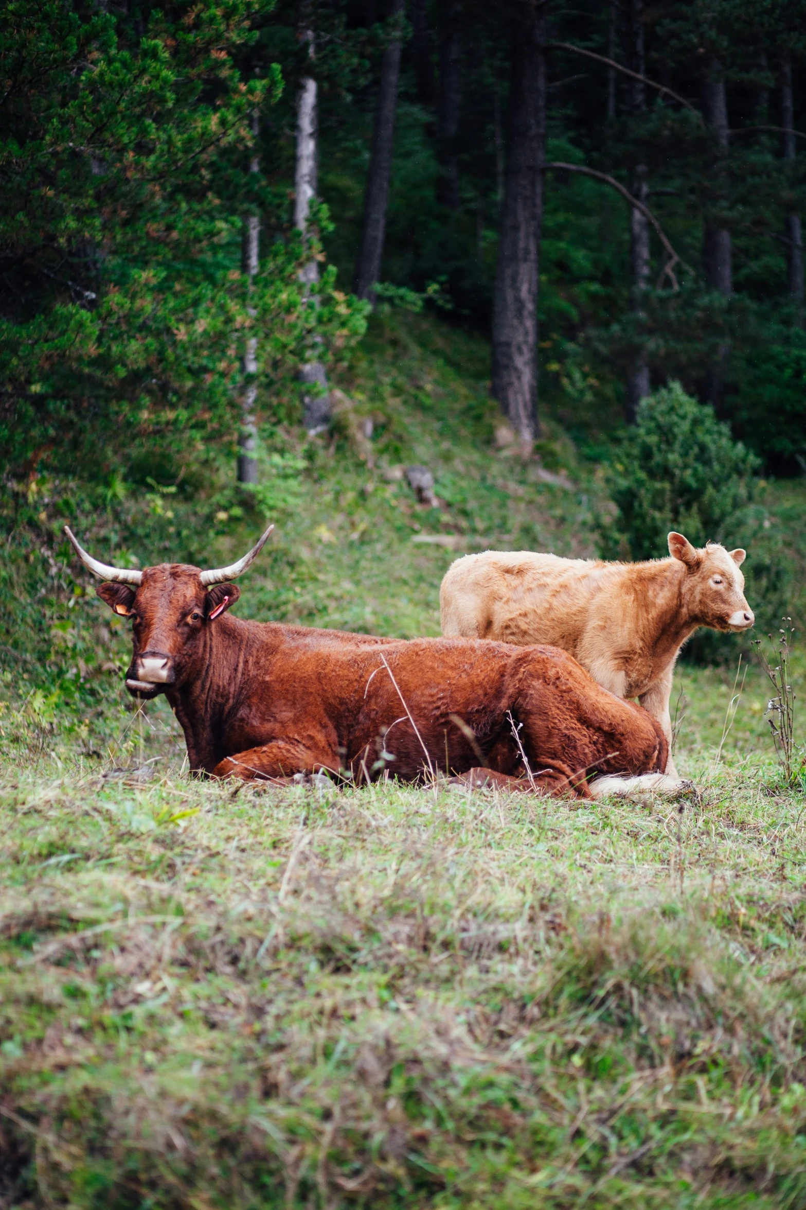 two cows that are standing next to each other in a field