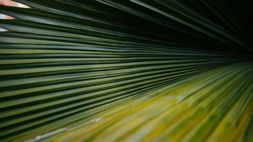 a large green leaf with dark background