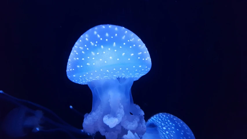 a close up s of a jellyfish with blue and white colors