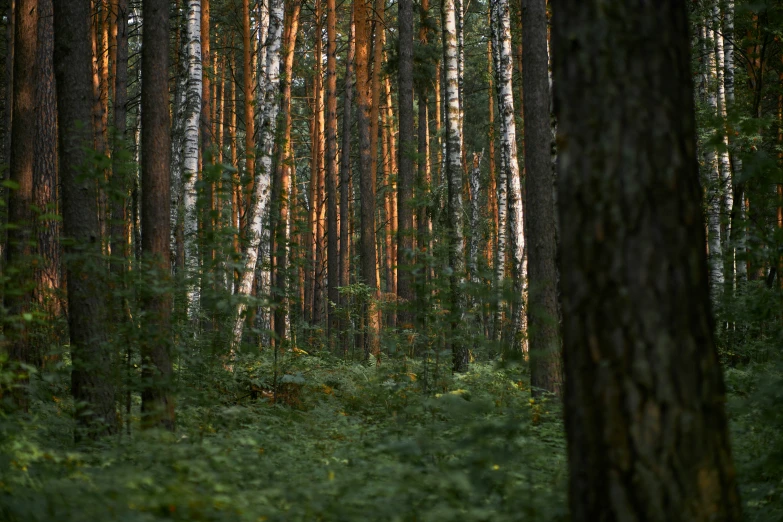 the forest is filled with tall trees and green plants