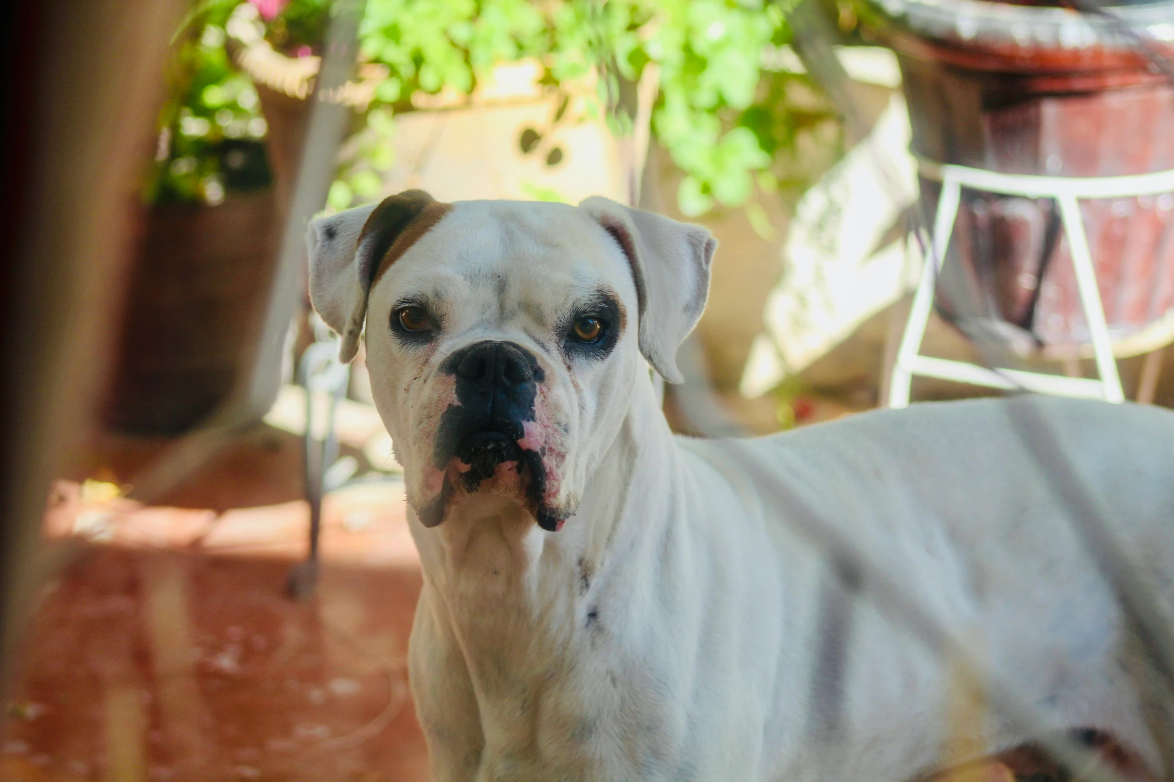 white dog standing next to two potted plants