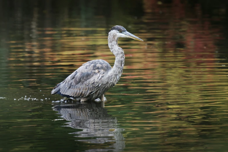 a gray bird standing in the water of a pond