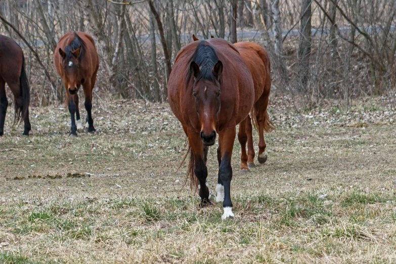 two horses standing in the middle of a field