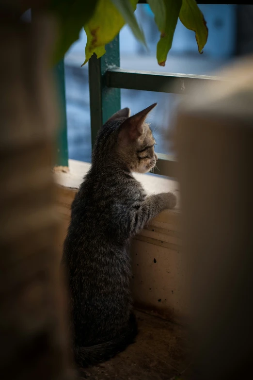 a cat is sitting by the window on a windowsill