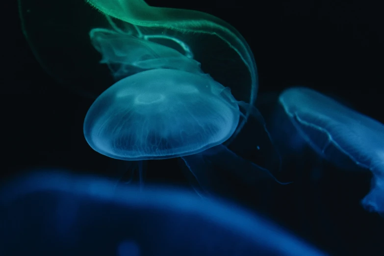 two different blue and green jellyfish in the dark