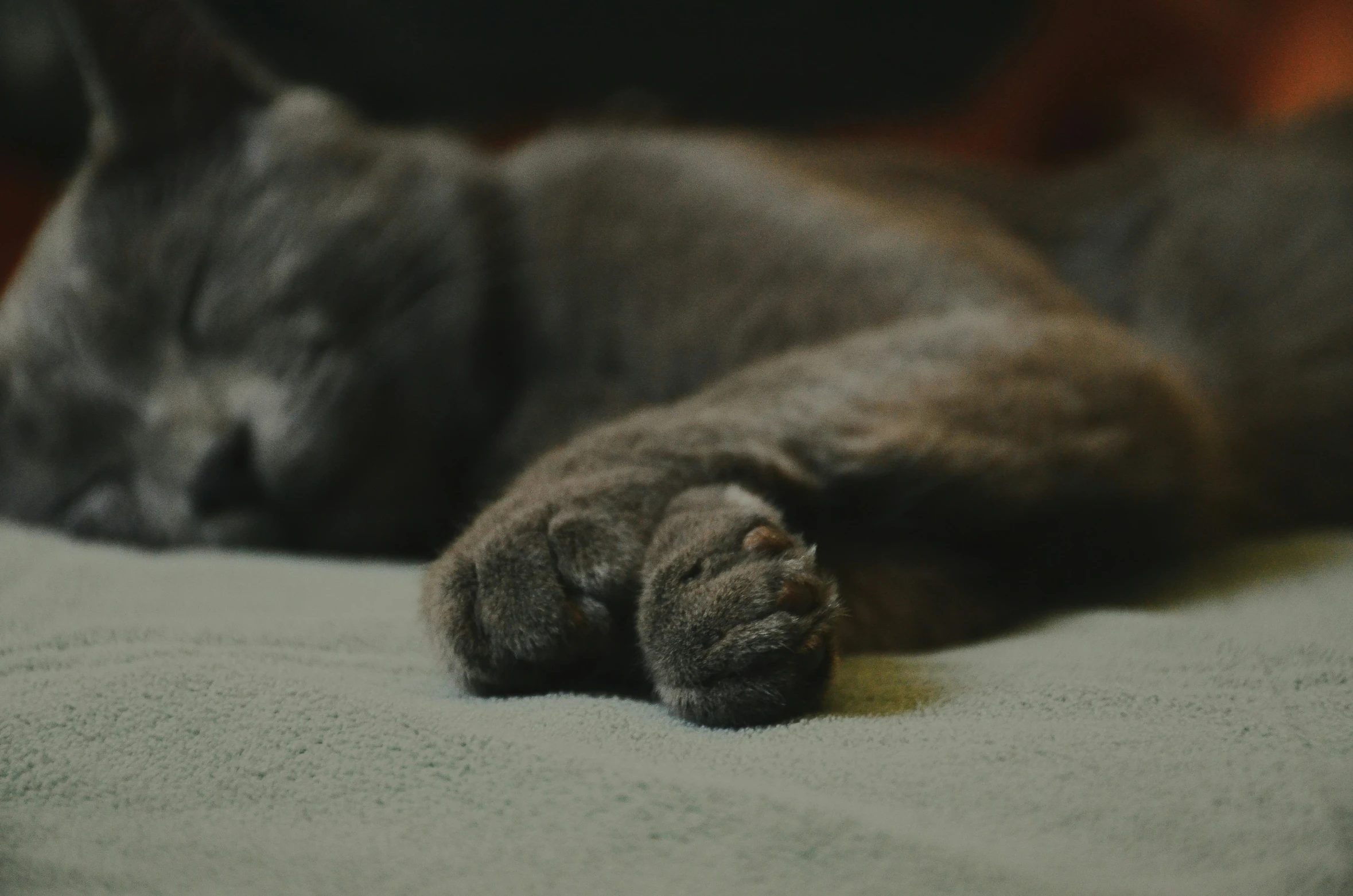 a large gray dog sleeping on top of a bed