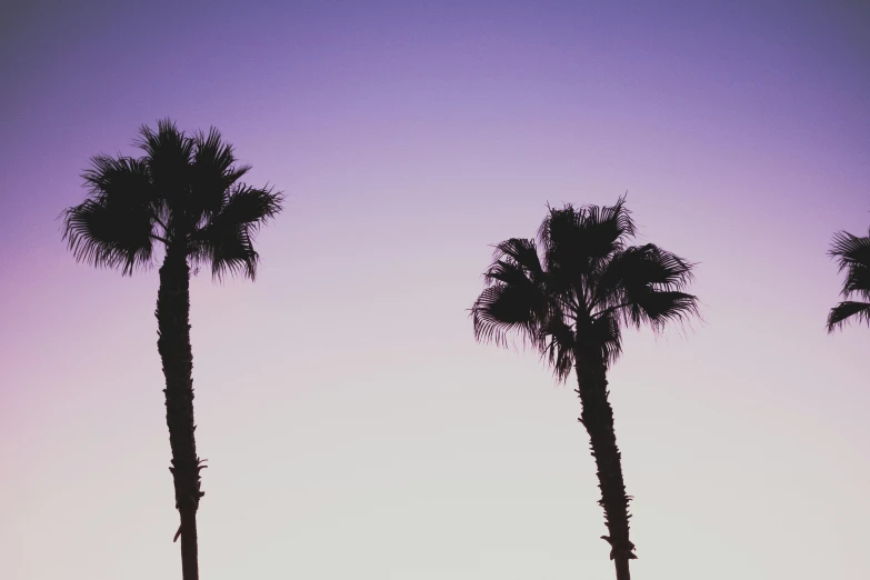 some palm trees are shown against a purple sky