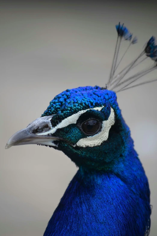 a blue bird with white feathers and large white spots on his face