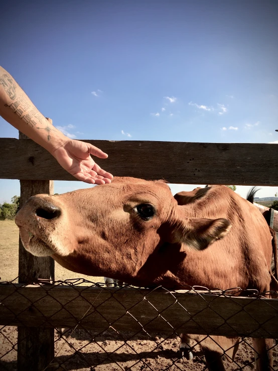 the hand touches the head of an animal inside a pen