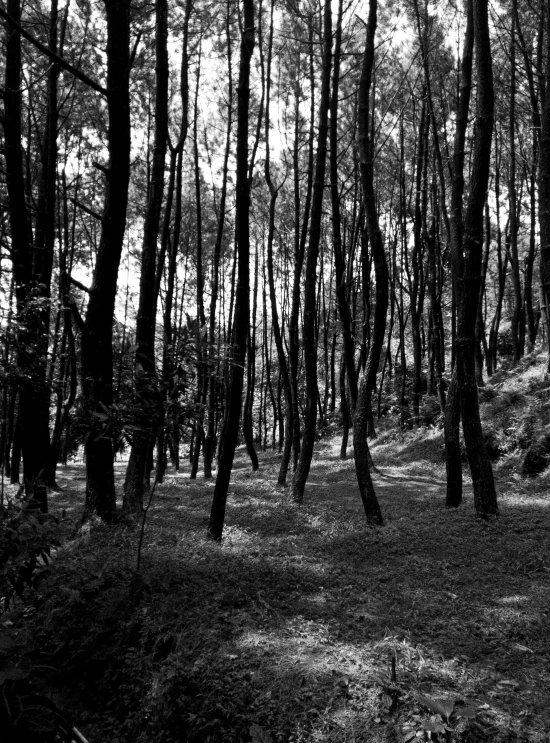 an old black and white po of a forest