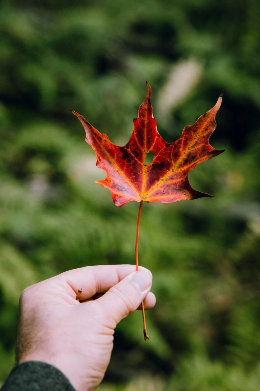 a hand holding a red maple leaf up