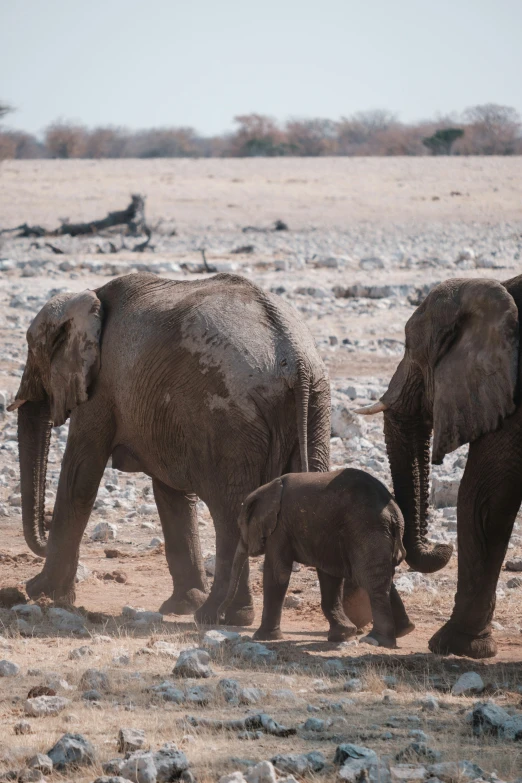 three elephants are standing in the sand together