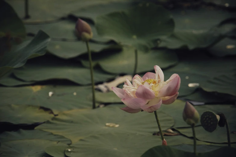 a pink lotus flower sitting on top of green water