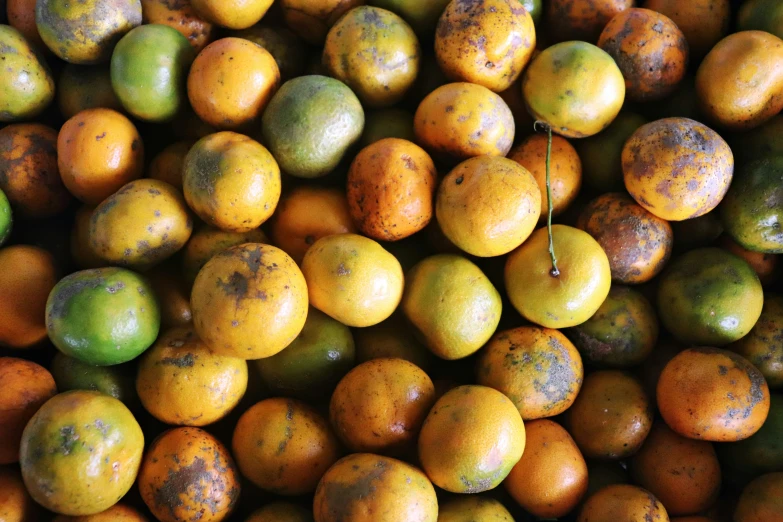 a lot of fruit sitting together and some oranges