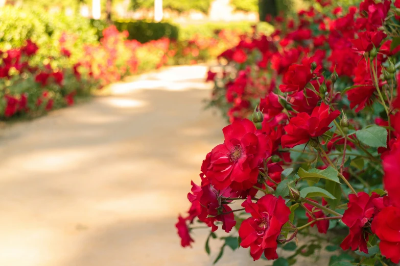 a garden path filled with red flowers on either side of the road