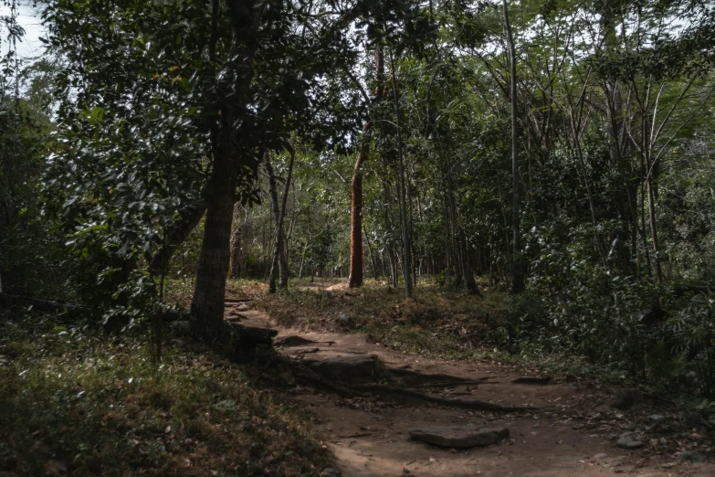 a pathway through a forest next to a lush green tree filled forest