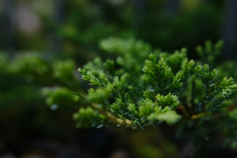 a closeup view of the green needles of a tree