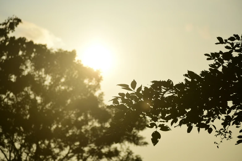 the sun shining through some very pretty leaves