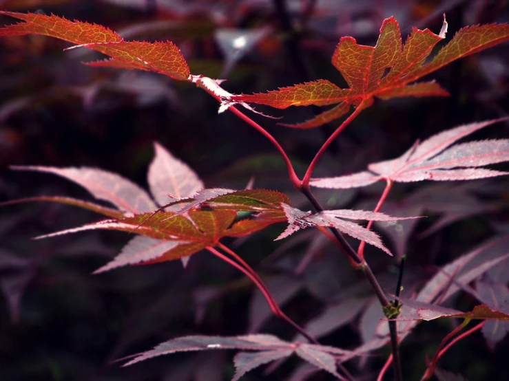 a red plant that has lots of green leaves