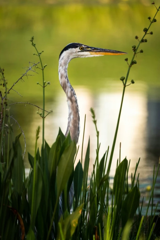 a bird with long beak sitting by a lake