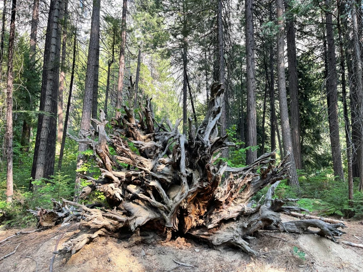 the big tree in the middle of the forest is being exposed