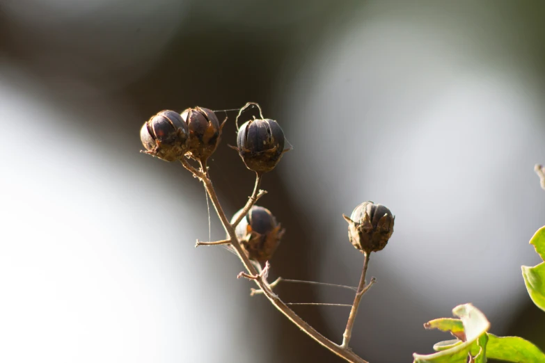 close up of some small black seeds sitting on a thin twig